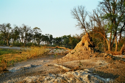 Termitenhügel in der Wildnis Botswanas