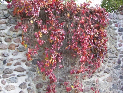 Herbstliche Stadtmauer