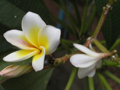 Frangipani