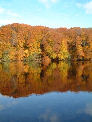 Herbstwald am See
