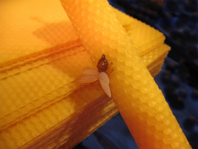 Ein Bienenwachs Bienchen