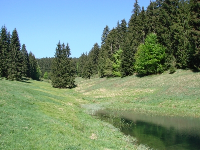 Thüringer Wald