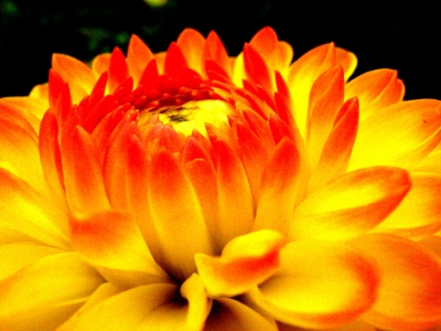 Blume Gelb-Orange