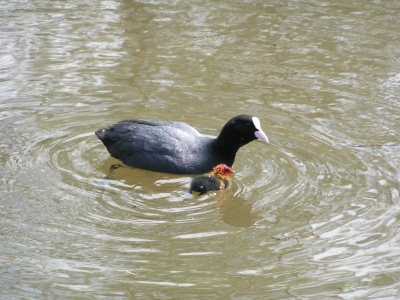 Blässhuhn mit Küken