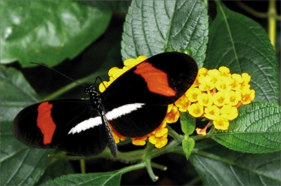 Schmetterling