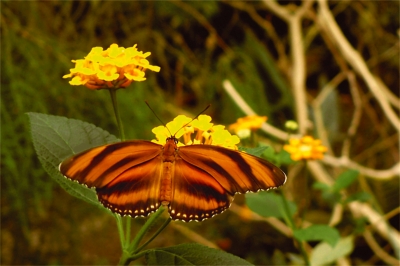 Schmetterling