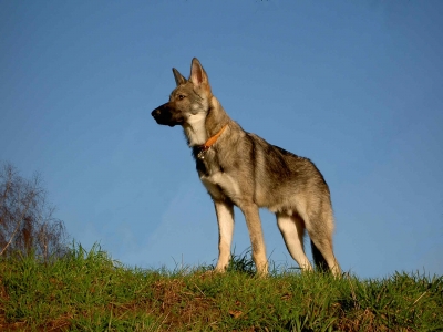 Marxdorfer Wolfshund