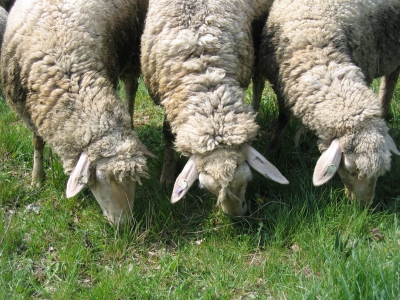 Fressende Schafe