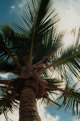Im Schatten einer Palme