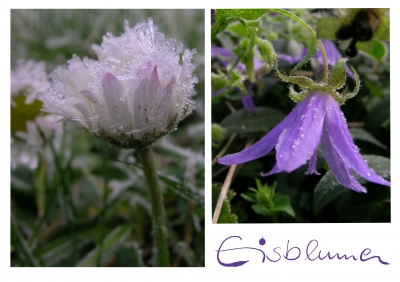 noch mehr Eisblumen . . .