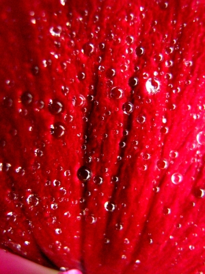 Rotes Blütenblatt mit Wassertropfen übersäht