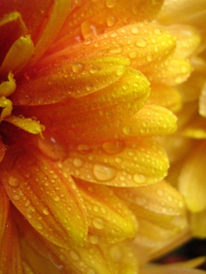 Detailaufnahme Blume mit Wassertropfen