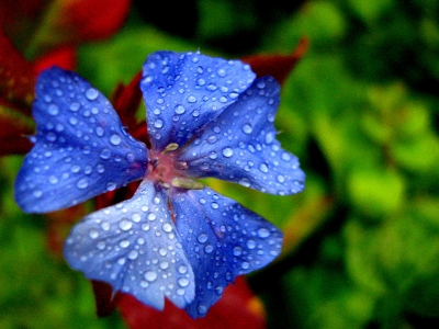 Blaue Blume mit Wassertropfen