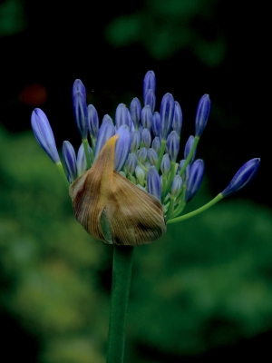 Agapanthus - die Schmucklilie.