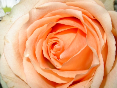 Rose apricot