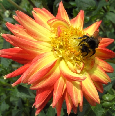 Blume mit Biene