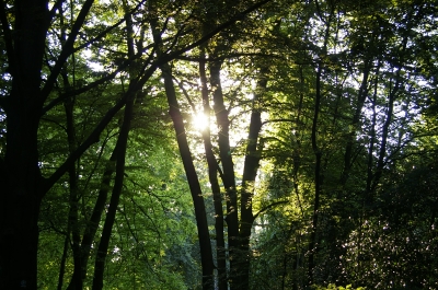 Sonne scheint durch Bäume