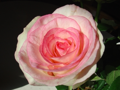 Dolce Vita Rose