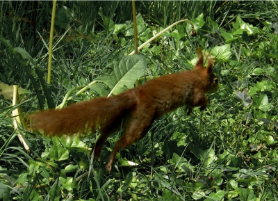 Eichhörnchen