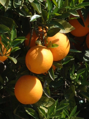 Frische naranjas