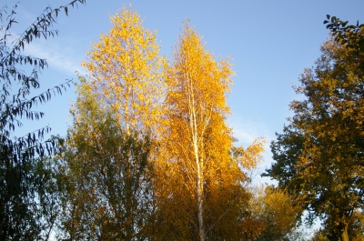 Herbstbäume Birke