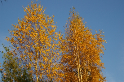 Herbstbäume Birke