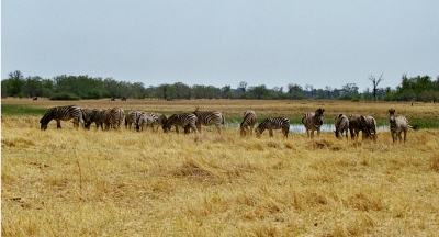 Zebras im Moremi Wildreservat
