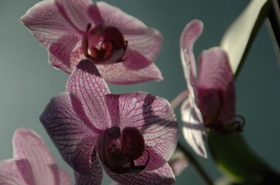 Orchideen-Traum