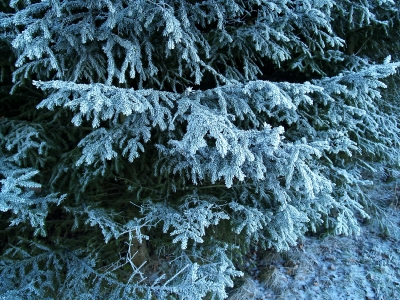 Frost1