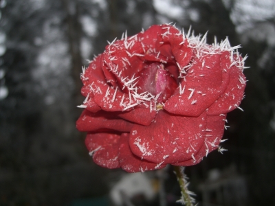rote Rose mit Eiskristallen