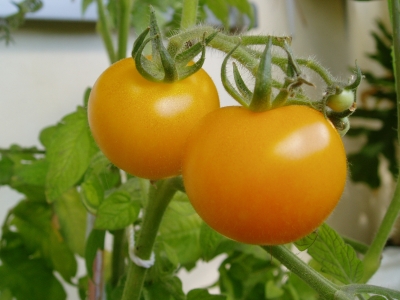 Tomate, aber nicht rot