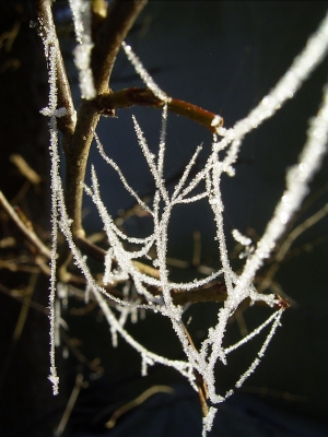 Spinnweben mit Frostkristallen