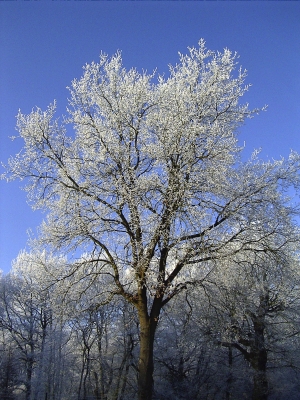 Bäume mit weißem Frost