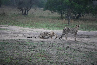 Geparden im Djuma Game Reserve