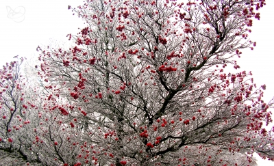 Baum mit roten Früchten