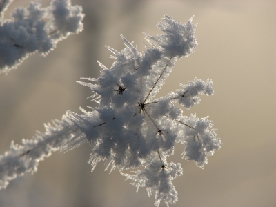 Eisblume