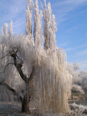 vereiste Bäume