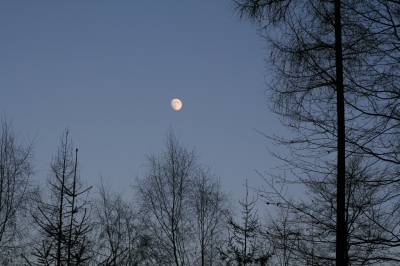 Tages Mond über den Bäumen