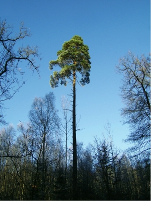 Einsamer grüner Baum