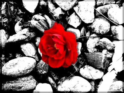 rose auf stein