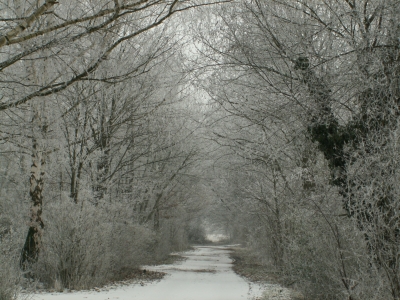 Winterwald (1)