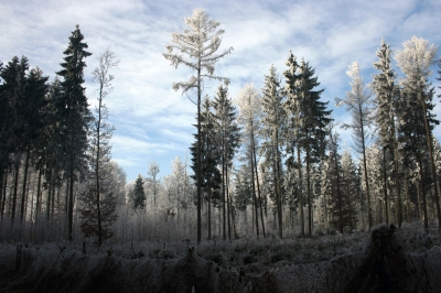 Waldhimmel 3