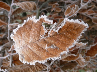 Blatt mit Raureif