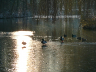 Alle meine Enten