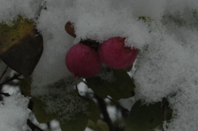 Rotkäppchen im Schnee