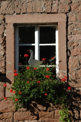 Blumenfenster