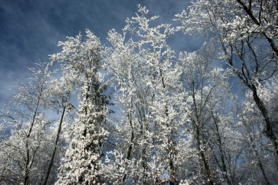 Waldhimmel 5