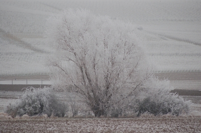 Baumgruppe im Winter