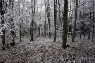 Winterwald 1