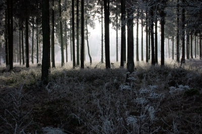 Winterwald 5